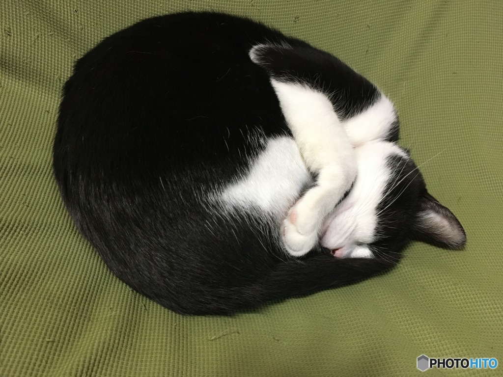 んっ。今日は吾輩の日、ニャンニャンニャン