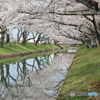 桜映して