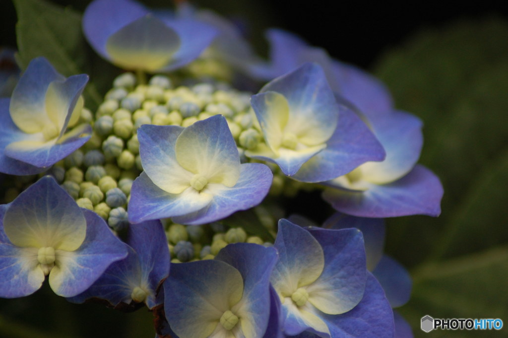 紫陽花-3