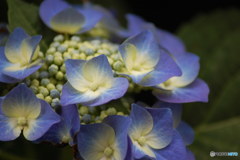 紫陽花-3