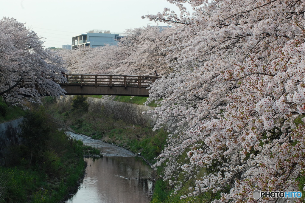 桜日和