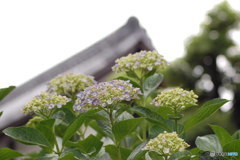 紫陽花月間-4