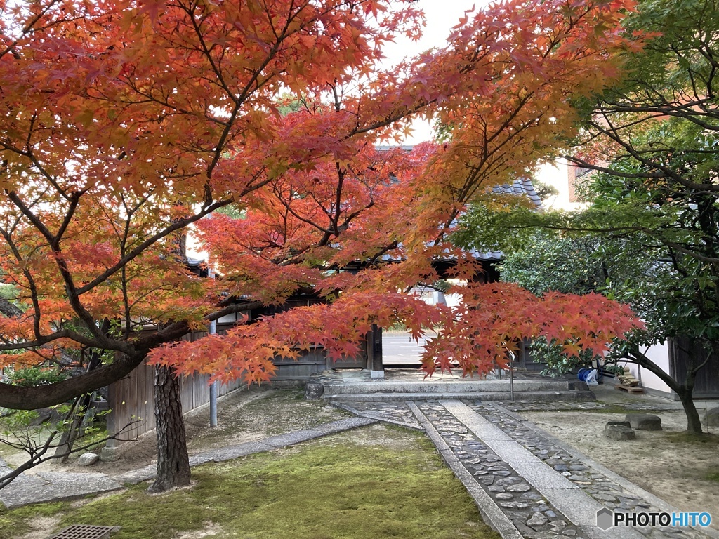 お寺の紅葉