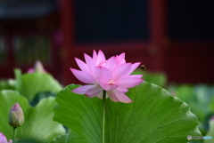 お寺と蓮と・・・