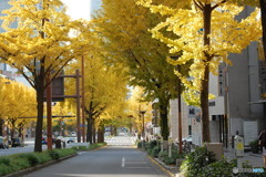 黄金の街路樹2