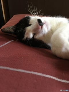 今日もまったり