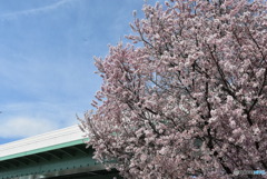 高速と桜
