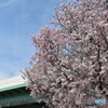 高速と桜