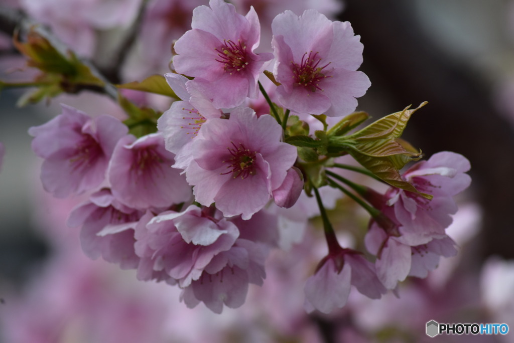 大寒桜　開花