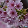 大寒桜　開花