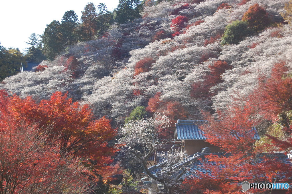 紅葉と四季桜Ⅱ