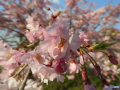 桜色