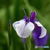花菖蒲-2