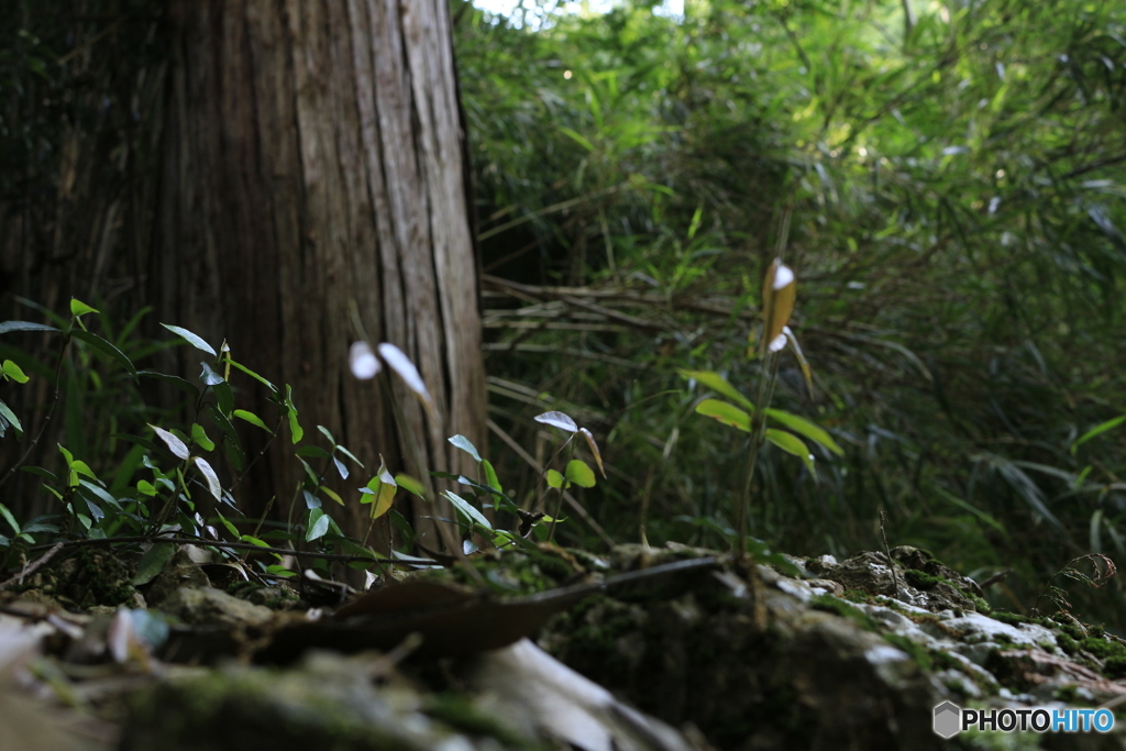 樹木の根元