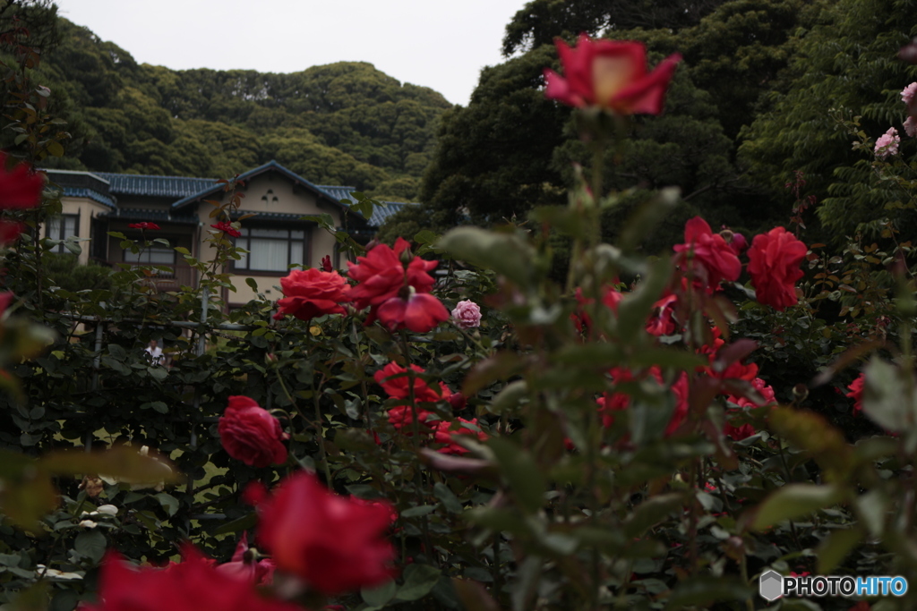 洋館と薔薇