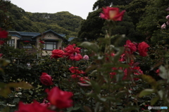 洋館と薔薇