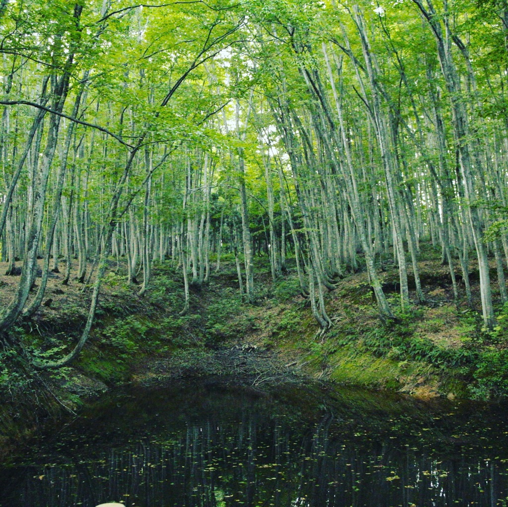 新潟県  美人林