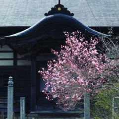 大寧寺とちょっと桜