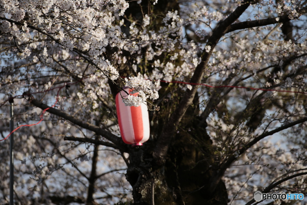 ゆれる。