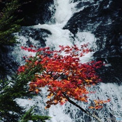 紅葉と滝 ①