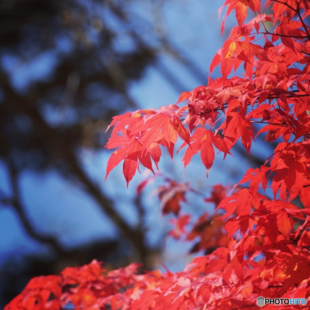 真っ赤な紅葉