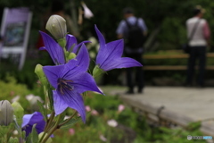 長谷の紫陽花