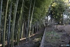 ちくりんと竹林