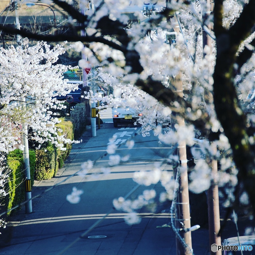 桜に消える軽トラック