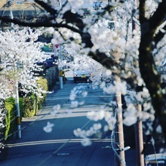 桜に消える軽トラック