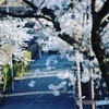 桜に消える軽トラック