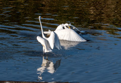 白鷺が２羽　(a)