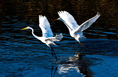 白鷺が２羽　(b)