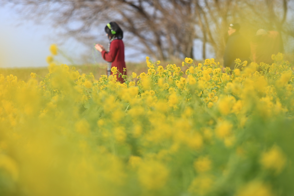 琵琶湖  なぎさ公園