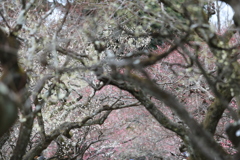 京都  北野天満宮