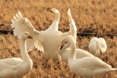 長浜  水鳥公園