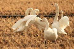 琵琶湖  水鳥公園