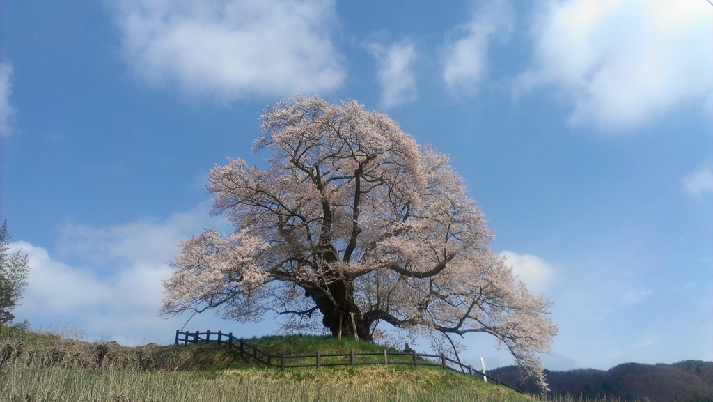 桜