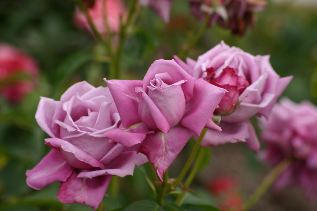紫の薔薇