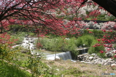 川のせせらぎと花桃と