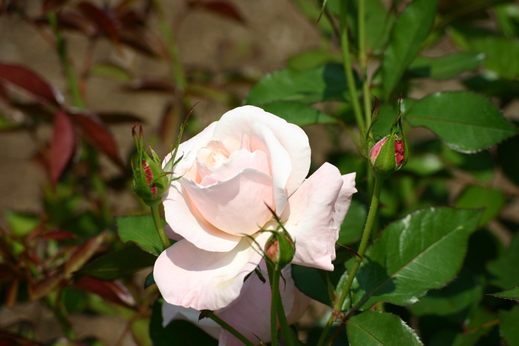 薔薇