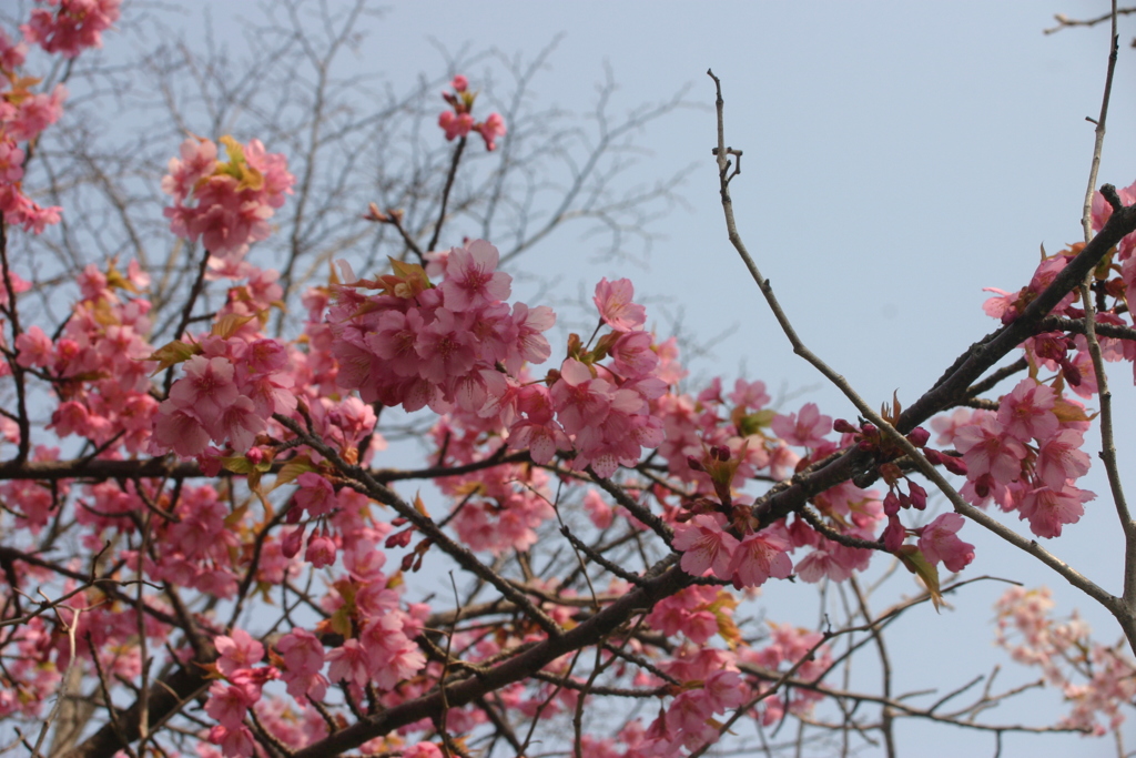 河津桜
