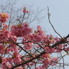河津桜