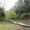 渓流　散策路