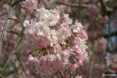 しだれ桜