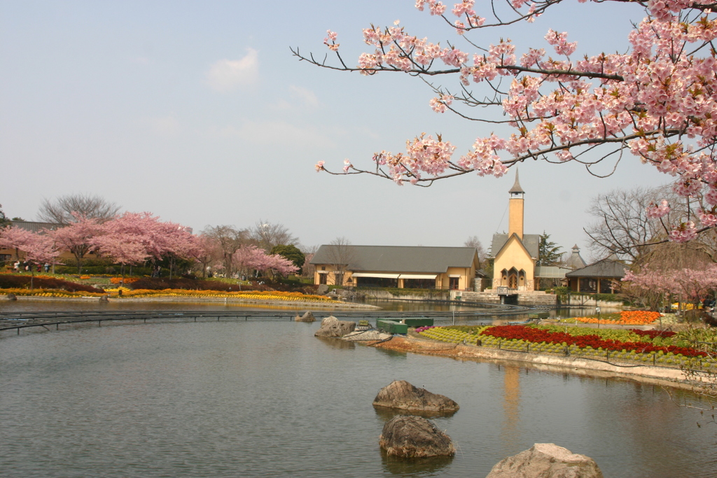 桜