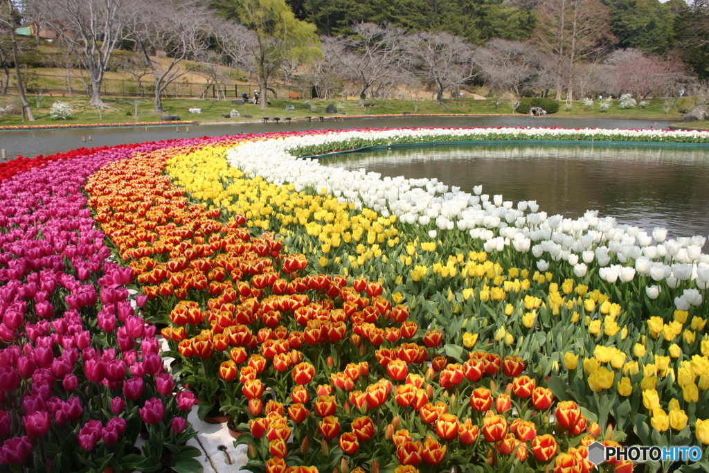 水面上のチューリップ