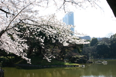 シリーズ　日本の桜
