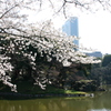 シリーズ　日本の桜