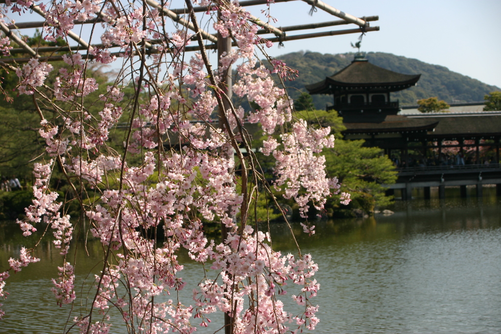 シリーズ　日本の桜