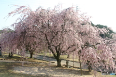 しだれ桜